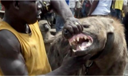 人狗交视频,温馨治愈的日常片段