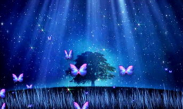 蝴蝶舞蹈视频,蝴蝶舞蹈视频中的自然之美与艺术魅力